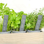 Personalised Slate Herb Plant Markers, thumbnail 2 of 4