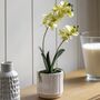 Orchid Cream In Ribbed White Ceramic Pot, thumbnail 1 of 6
