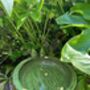 Round Green Ceramic Bird Bath With Two Love Birds, thumbnail 8 of 8
