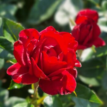 Floribunda Rose Plants, 'Lili Marlene', 5 L Pots, 4 of 4