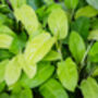 Houseplant Philodendron Lemon Lime Full Plant 13cm Pot, thumbnail 3 of 5