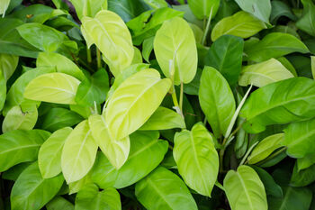 Houseplant Philodendron Lemon Lime Full Plant 13cm Pot, 3 of 5