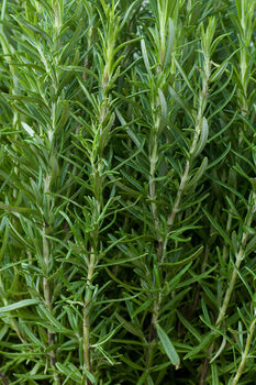 Herb Plants Rosemary Three X 9cm Pots, 4 of 4