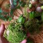 Fresh Hyacinth Kokodama Moss Spring Bulbs, Set Of Two, thumbnail 4 of 8
