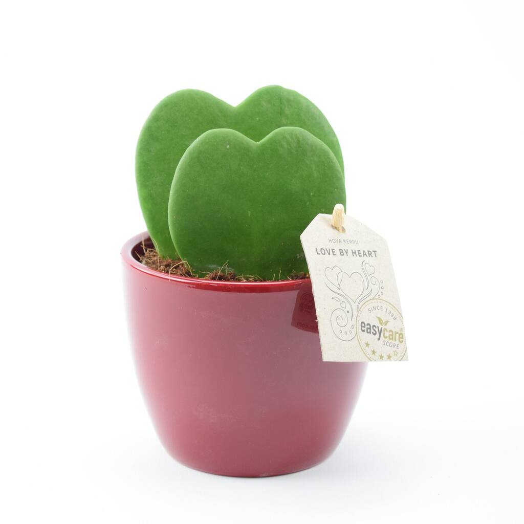 Duo Hoya In Red Pot By Plants By Post