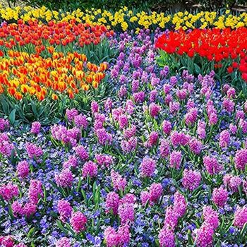Spring Bulbs Mixed Selection 30 X Bulb Pack, 4 of 5