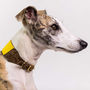 Personalised Cork And Felt Greyhound Dog Collar, thumbnail 5 of 10