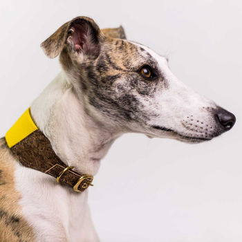 Personalised Cork And Felt Greyhound Dog Collar, 5 of 10