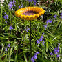 Cast Iron Sunflower Bird Feeder Garden Ornament, thumbnail 4 of 6