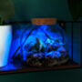 Diy Multicoloured LED Light Up Mini Dome Terrarium Kit, thumbnail 6 of 11