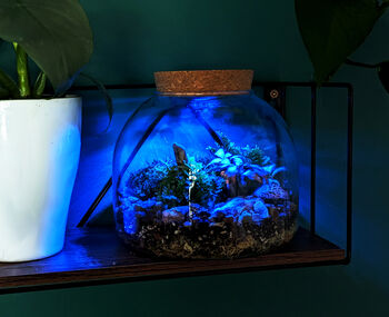 Diy Multicoloured LED Light Up Mini Dome Terrarium Kit, 6 of 11