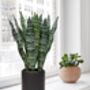 Artificial Fake Faux Plant In Black Ceramic Pots, thumbnail 5 of 6