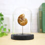 Leitoceras Ammonite Real Authentic Dinosaur Fossil Bell Jar, thumbnail 1 of 4