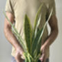 Artificial Sansevieria In Pot, thumbnail 5 of 7