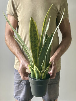 Artificial Sansevieria In Pot, 5 of 7