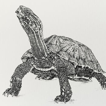 R Is For Ryukyu Turtle Illustration Print, 4 of 6