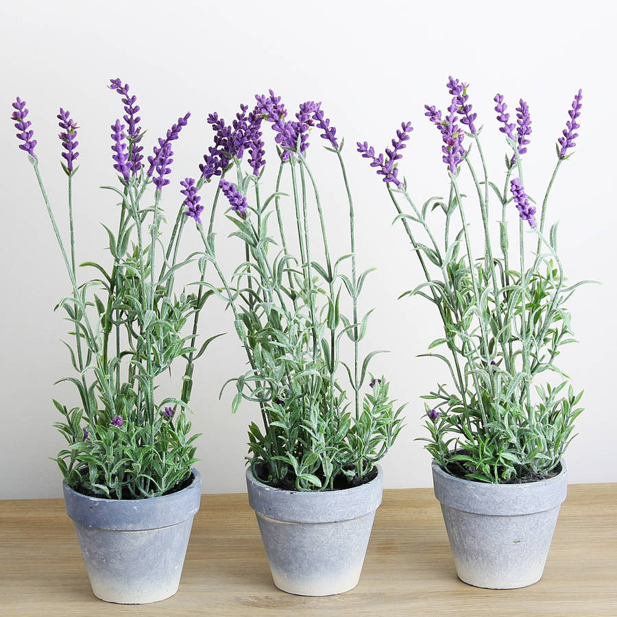 artificial lavender plant in pot by marquis \u0026 dawe  notonthehighstreet.com