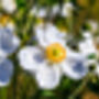 Anemone Plants, 'Honorine Jobert', thumbnail 3 of 8