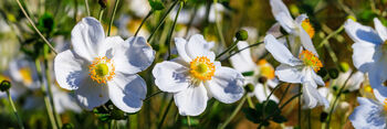 Anemone Plants, 'Honorine Jobert', 3 of 8