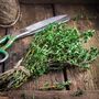 Herb English Thyme Three X Plug Plant Pack, thumbnail 1 of 5