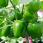 Sweet Pepper Plants Bellboy Three X Plug Plant Pack, thumbnail 5 of 5