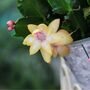 Christmas Cactus Multi Pack Four Plants In 13cm Pots, thumbnail 2 of 5