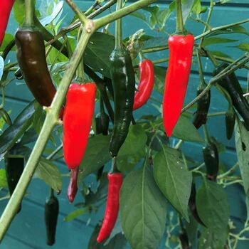 Grow Your Own Chillis, 5 of 5