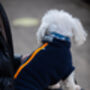 Maltipoo Polartec Dog Coat, thumbnail 3 of 10