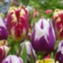 Tulipa Grand Perfection – 15 Red Flamed Tulip Bulbs, thumbnail 4 of 4