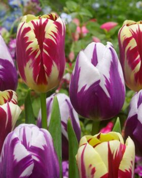 Tulipa Grand Perfection – 15 Red Flamed Tulip Bulbs, 4 of 4
