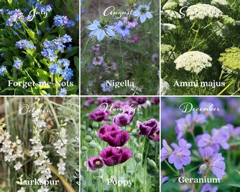 Mum’s Flower Garden Seed Kit – Personalised Flower Gift For Mother’s Day And Birthdays, 5 of 7