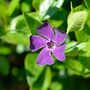 Vinca Minor 'Atropurpurea' One X Plant In 1 Litre Pot, thumbnail 5 of 6