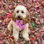 Dog Harness | Pink Princess, thumbnail 6 of 12