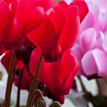 Cyclamen 'Rouge Vif' Three X Full Plant Pack, 2 of 6