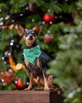 Christmas Mistletow Dog Collar, 2 of 5
