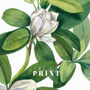 Magnolia Botanical Prints Set Of Two Framed Or Unframed, thumbnail 2 of 11
