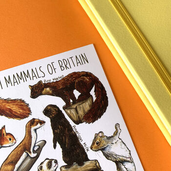 Medium Mammals Of Britain Watercolour Postcard, 5 of 11