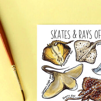 Skates And Rays Of Britain Watercolour Postcard, 3 of 10