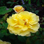 Golden Wedding Gifts Rose Golden 50th Anniversary, thumbnail 2 of 2