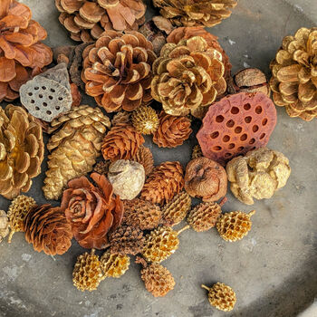 Natural Assortment Of Pine Cones Golden Sparkle, 6 of 6