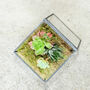 Glass Cube Succulent Terrarium Christmas Present, thumbnail 3 of 4