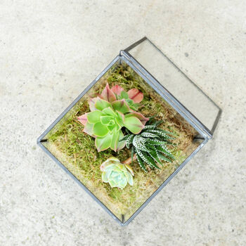 Glass Cube Succulent Terrarium Christmas Present, 3 of 4