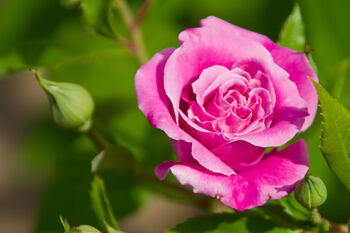 Floribunda Rose 'Queen Elizabeth' Plant In 5 L Pot, 6 of 6