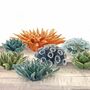 Ceramic Cactus Decorate Your Table, Wall, Terrarium, thumbnail 1 of 11