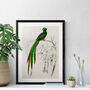 Vintage Quetzal Green Bird Wall Art Print, thumbnail 1 of 4