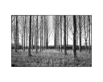 Treeline I, Beccles, Suffolk Photographic Art Print, 3 of 4