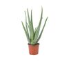 Aloe Vera Plant In 12cm Pot – Air Purifying Houseplant, thumbnail 5 of 9