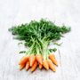 Vegetable Plants Carrot 'Chantenay' 12 X Plug Plant, thumbnail 7 of 7