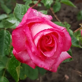 Rose Plants, 'Gaujard', Full Plants In 5 L Pots, 4 of 4