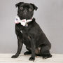 The Disley White And Pink Floral Dog Collar Bow Tie, thumbnail 5 of 5